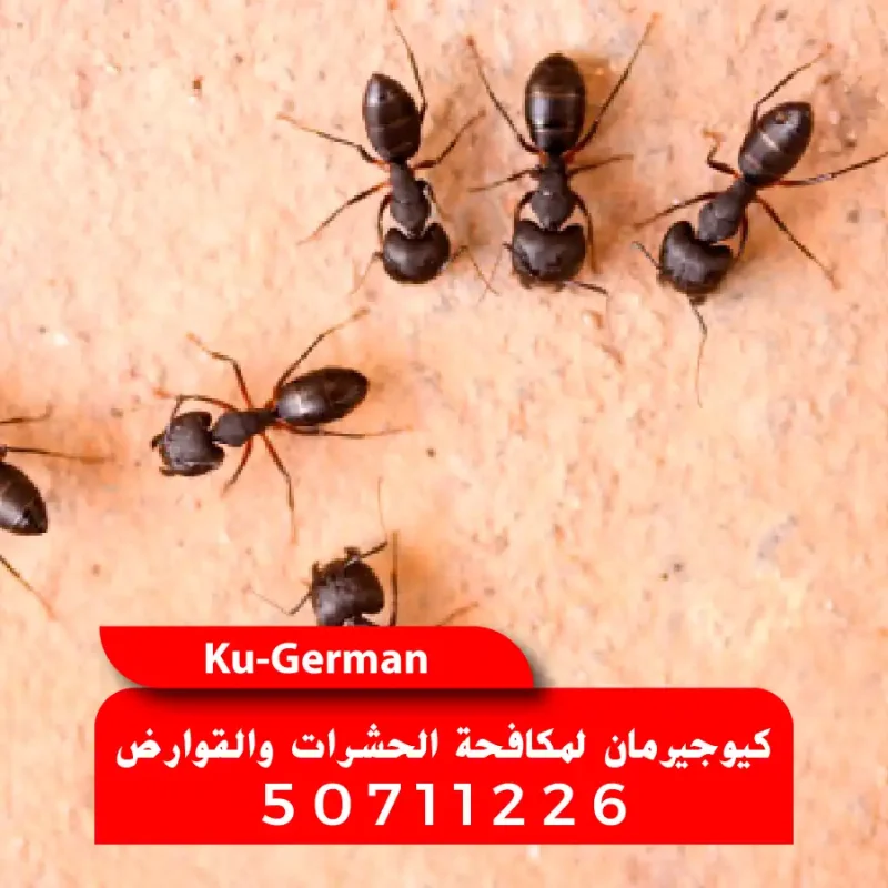 رش ومكافحة النمل في الكويت بضمان كيوجيرمان 50711226