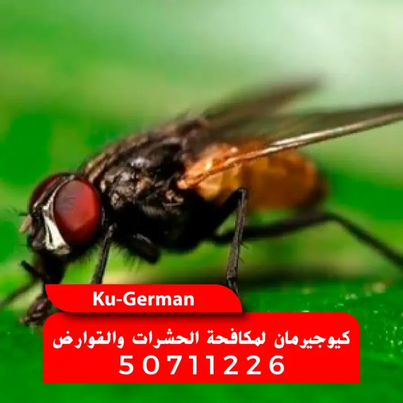 مكافحة الحشرات الطائرة الذباب والبعوض في الكويت بأحدث التقنيات اتصل 50711226